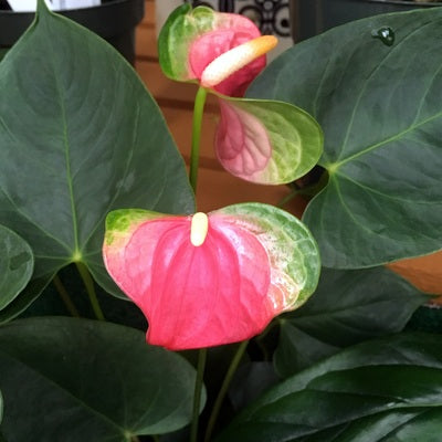 Anth. Pink Butterfly