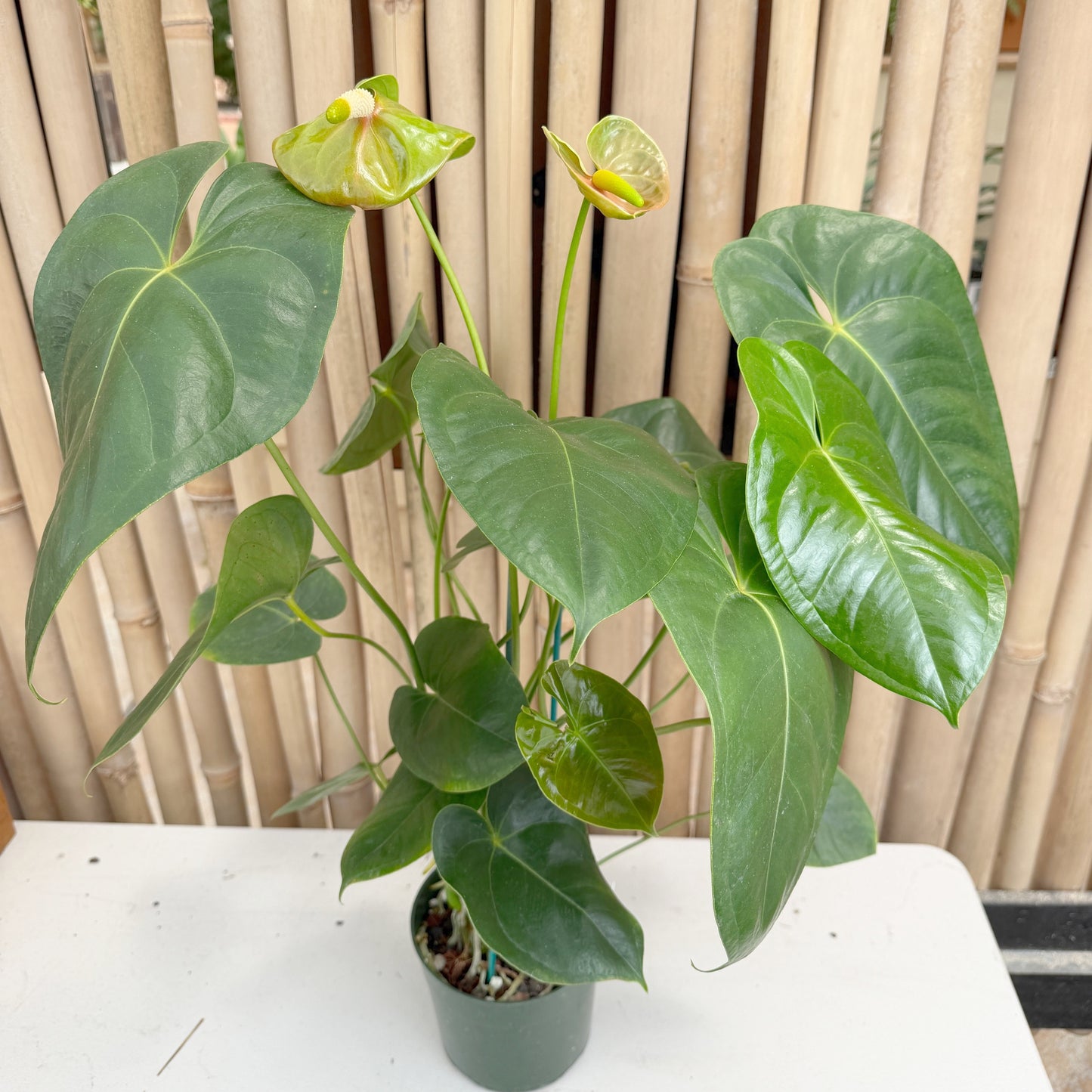 Anth. Baby Green (Seedling) (5.5" Pot)