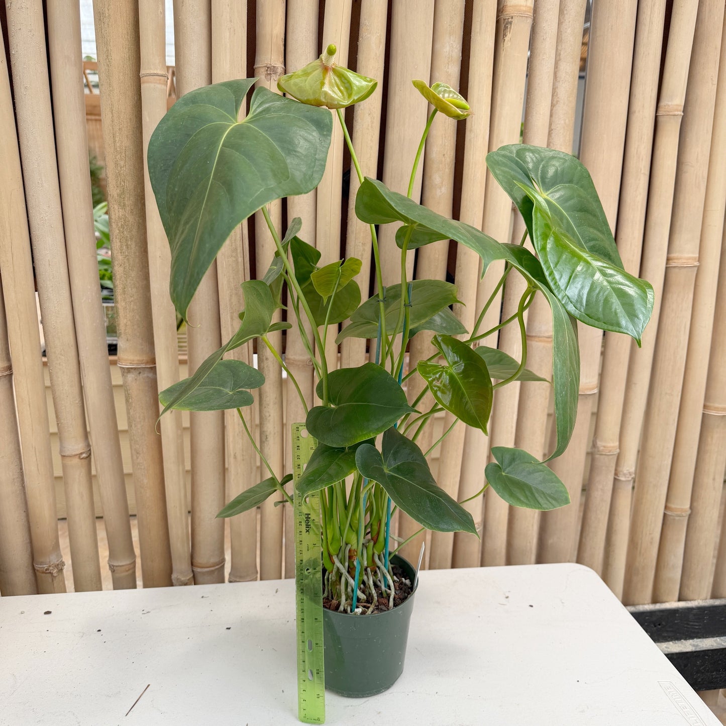 Anth. Baby Green (Seedling) (5.5" Pot)