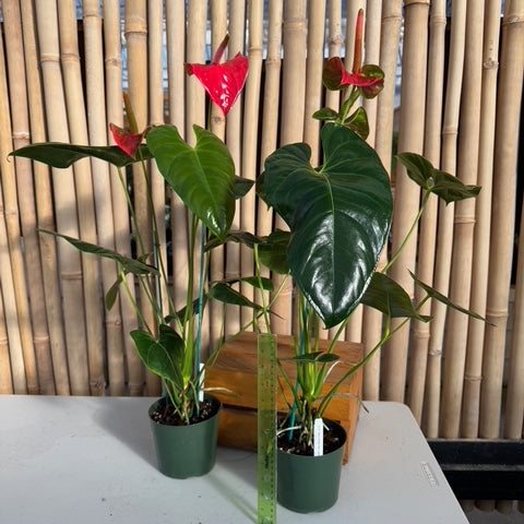 Anthurium Baby Red Obake (Seedling - 5.5" Pot)