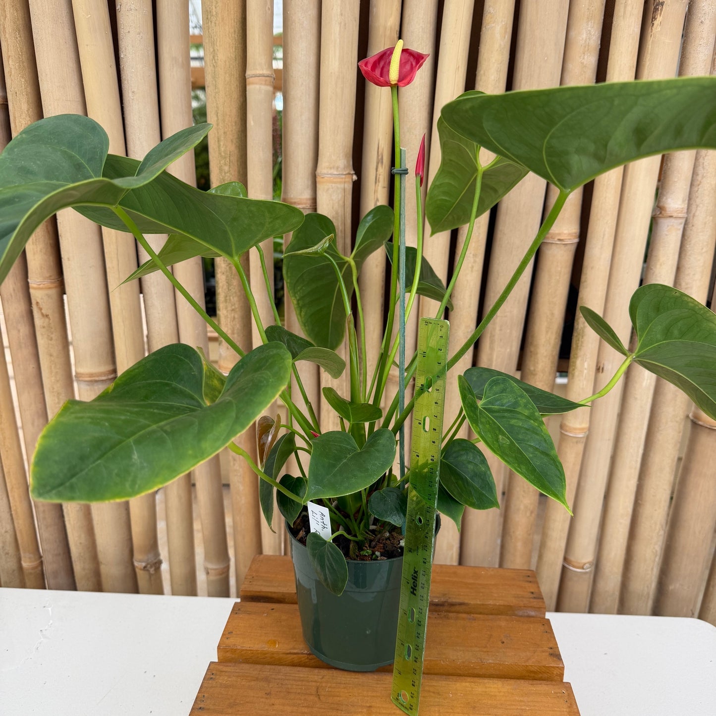 Anth. Lil' Ruby (Seedling - 5.5" Pot)