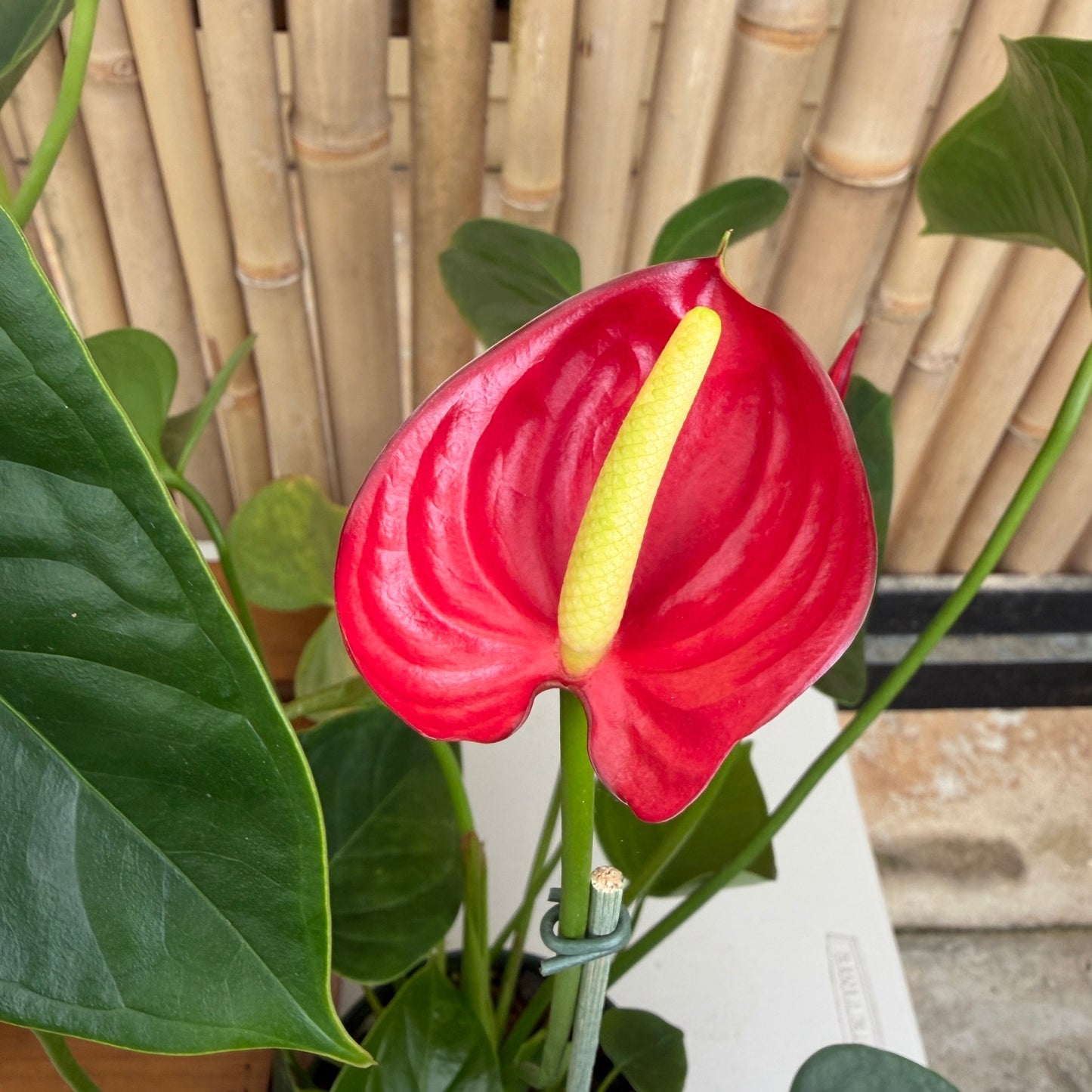 Anth. Lil' Ruby (Seedling - 5.5" Pot)