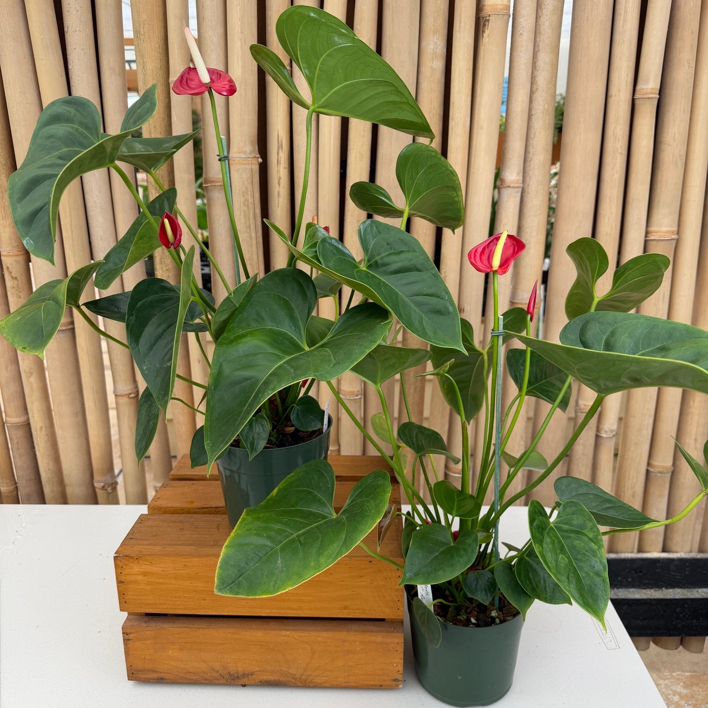 Anth. Lil' Ruby (Seedling - 5.5" Pot)