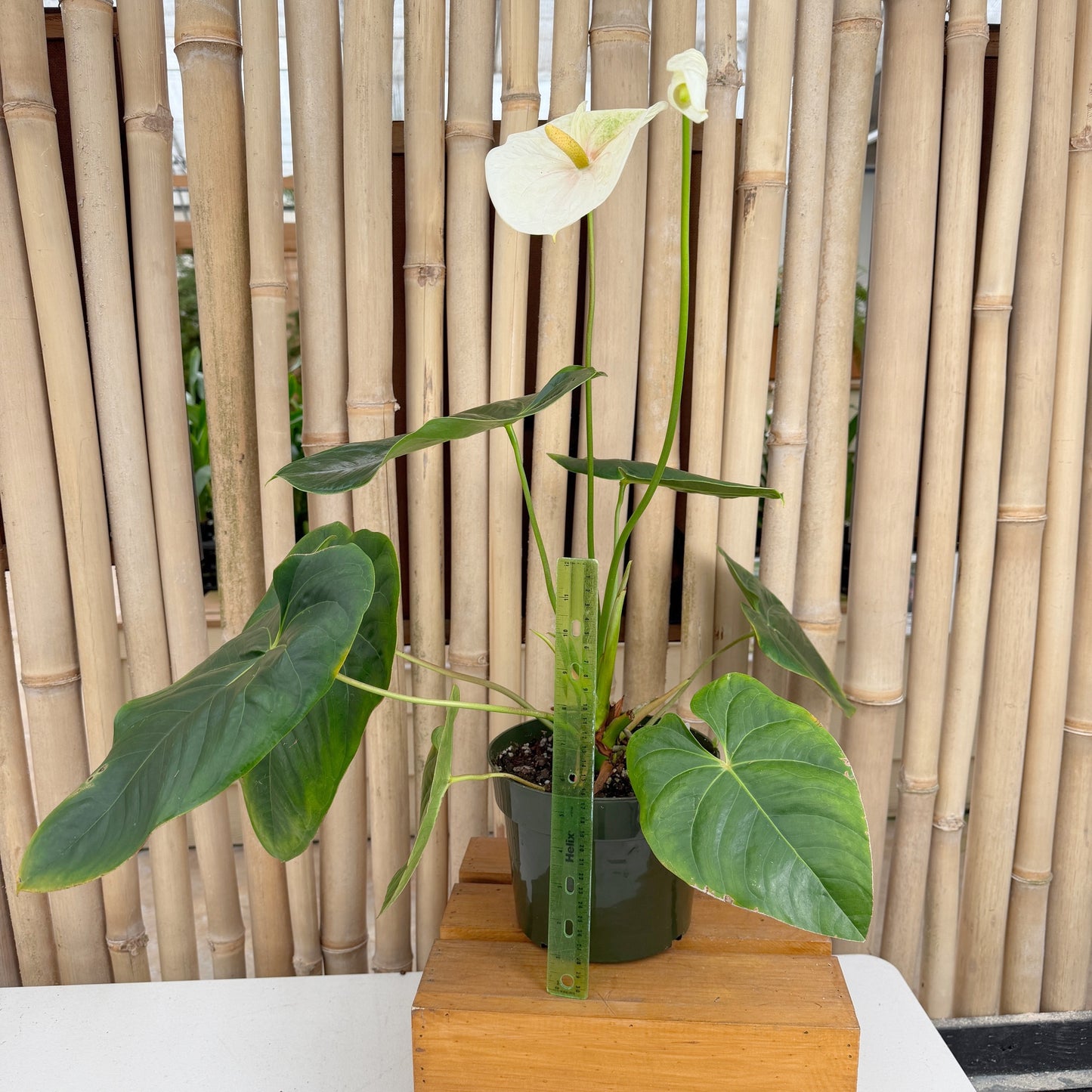 Anth. Mauna Kea (6" Pot)