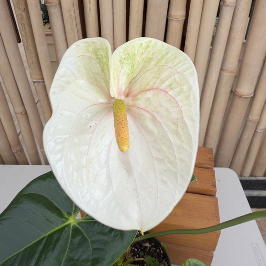 Anth. Mauna Kea (6" Pot)