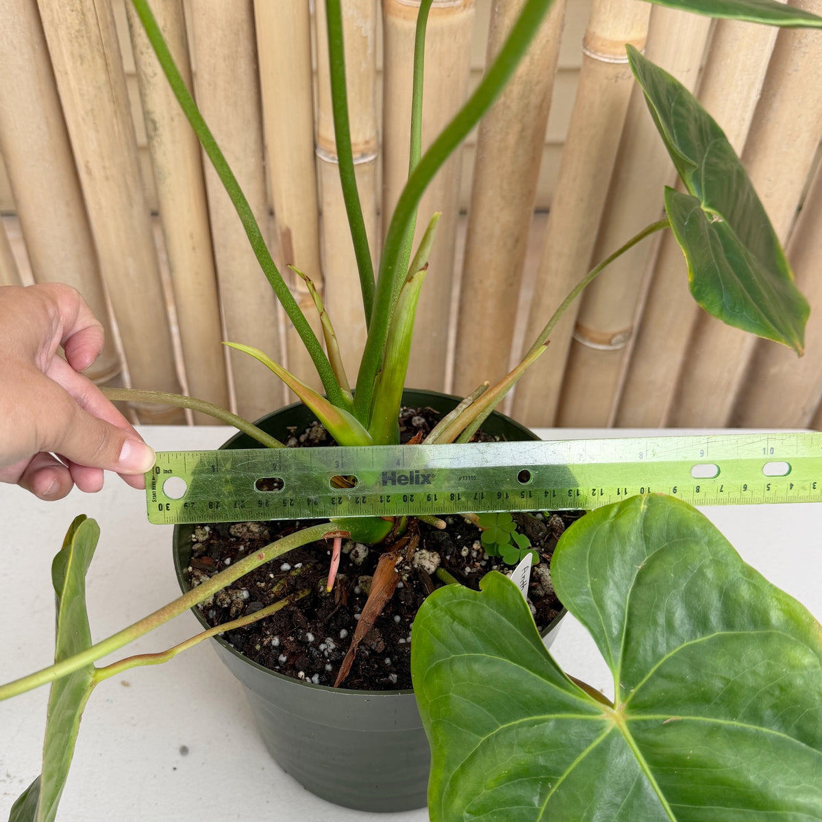 Anth. Mauna Kea (6" Pot)