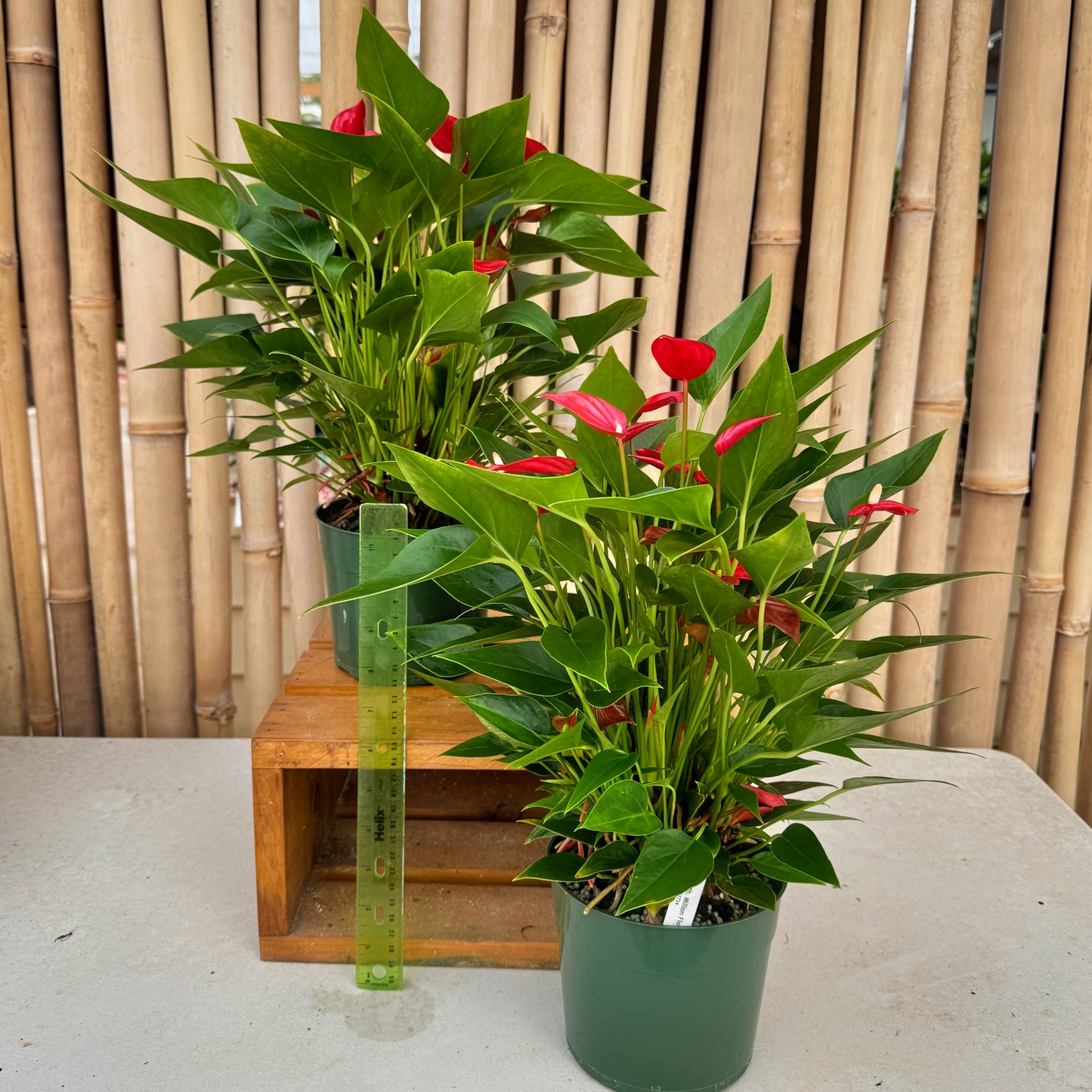 Anth. Million Flowers Red - (5.5" Pot)