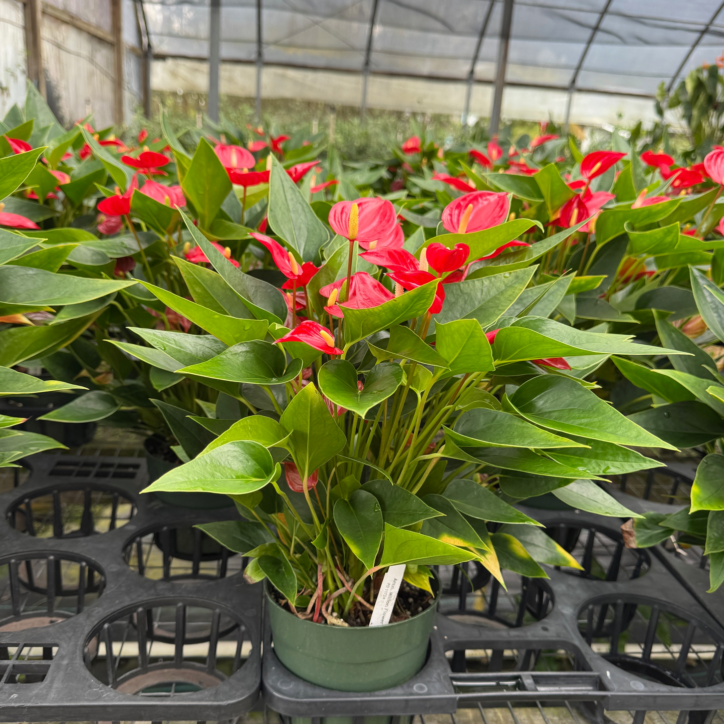 Anth. Million Flowers Red - (5.5" Pot)