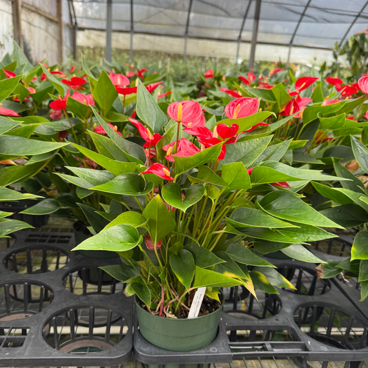 Anth. Million Flowers Red - (5.5" Pot)