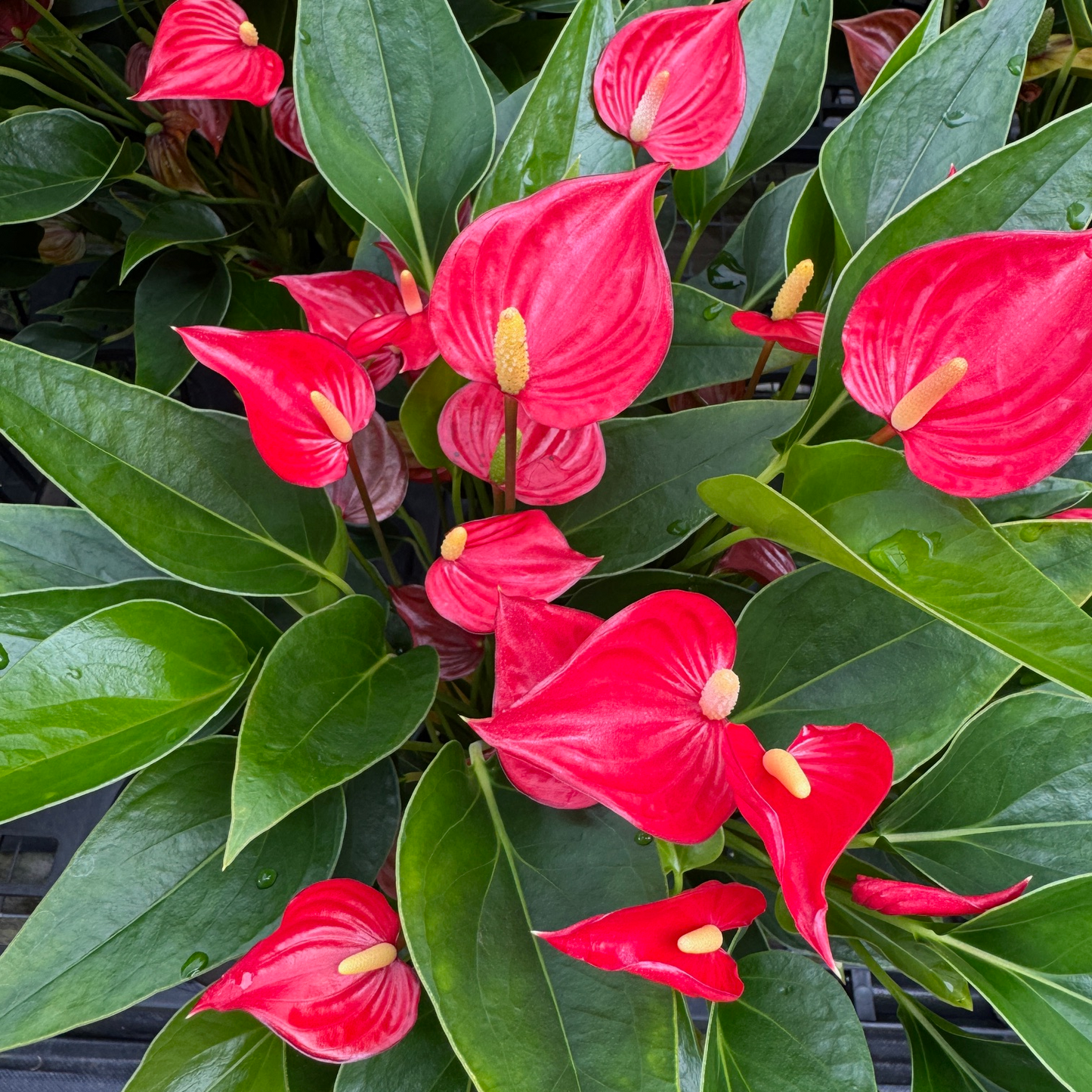 Anth. Million Flowers Red - (5.5" Pot)