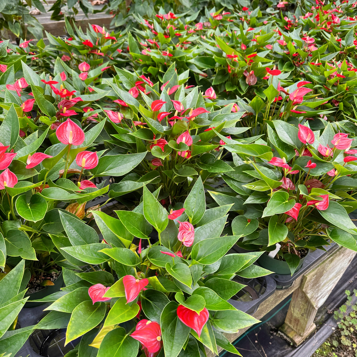 Anth. Million Flowers Red - (5.5" Pot)