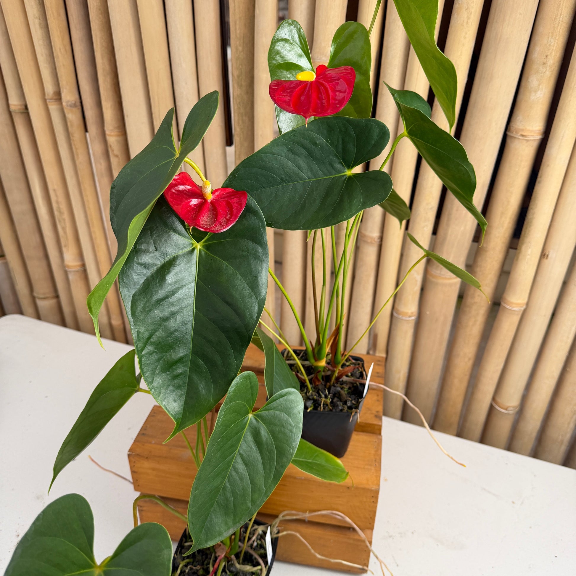 anthurium oshiro Anth. Oshiro (Red Obake)