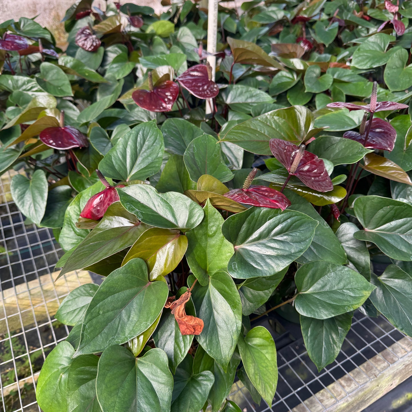 Anth. Prince of Umber (5.5" Pot)