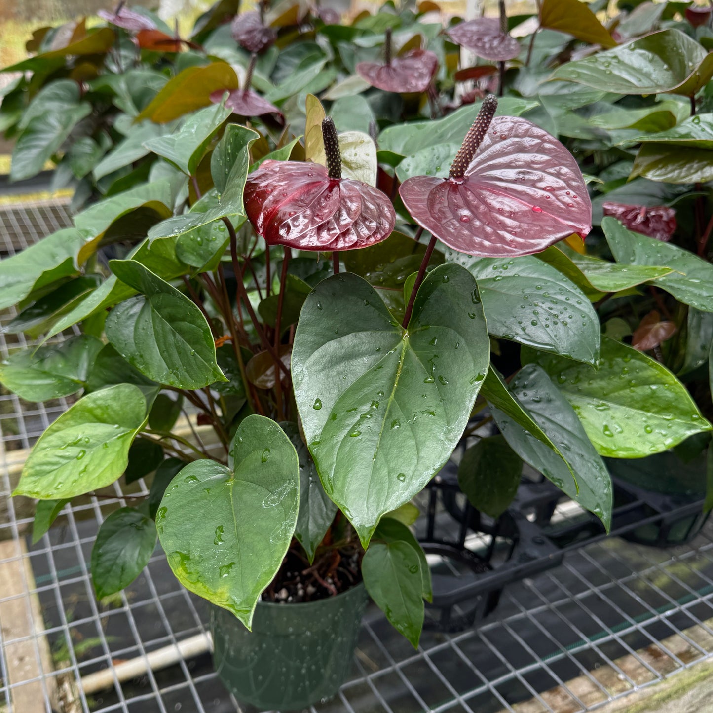 Anth. Prince of Umber (5.5" Pot)