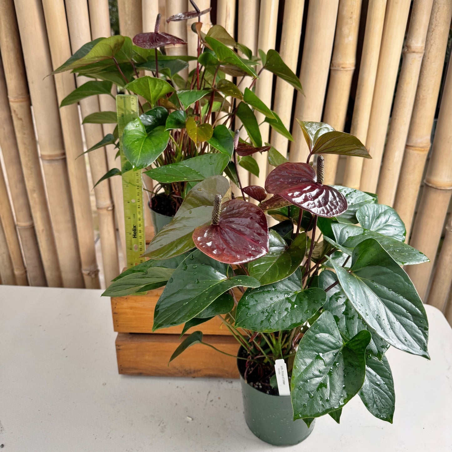 Anth. Prince of Umber (5.5" Pot)