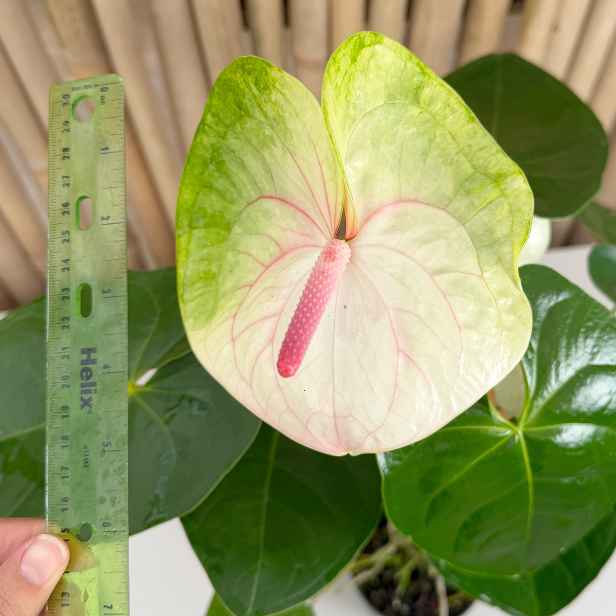 Anth. Rainbow Special (Obake) (5.5" Pot)