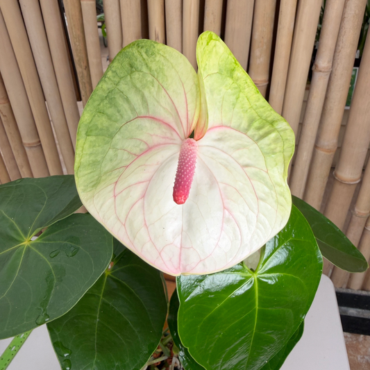 Anth. Rainbow Special (Obake) (5.5" Pot)