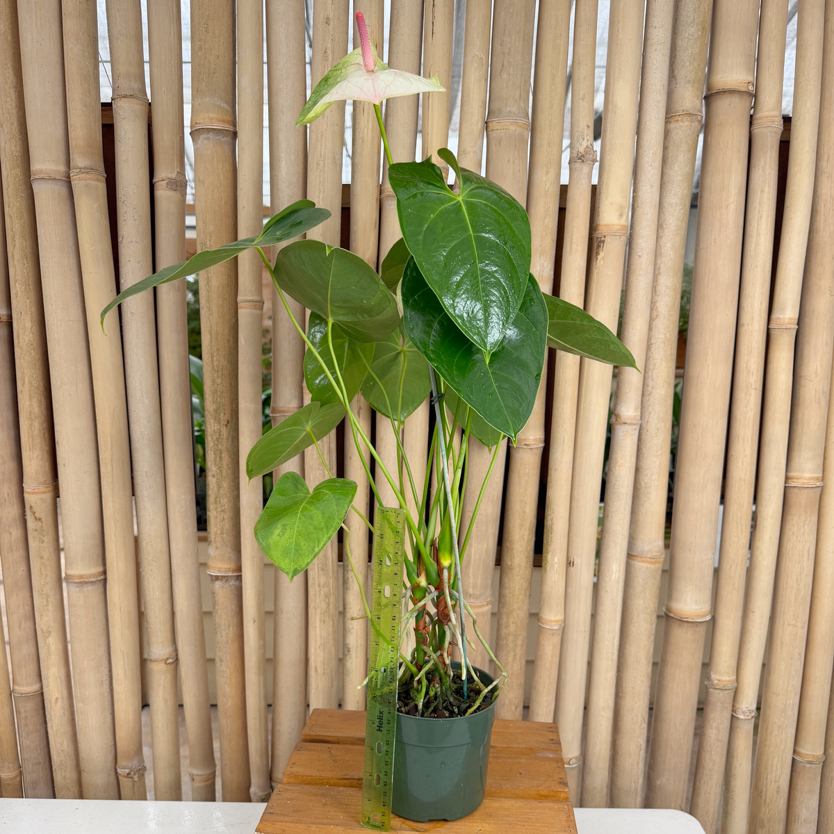 Anth. Rainbow Special (Obake) (5.5" Pot)