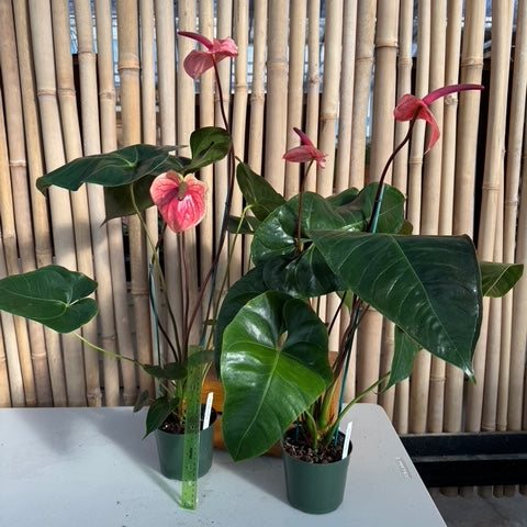 Anthurium Rosey (Seedling - 5.5" Pot)