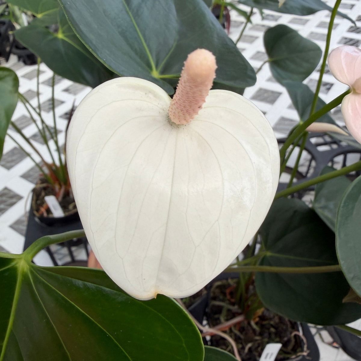 Anth. Snowball - 4" pot