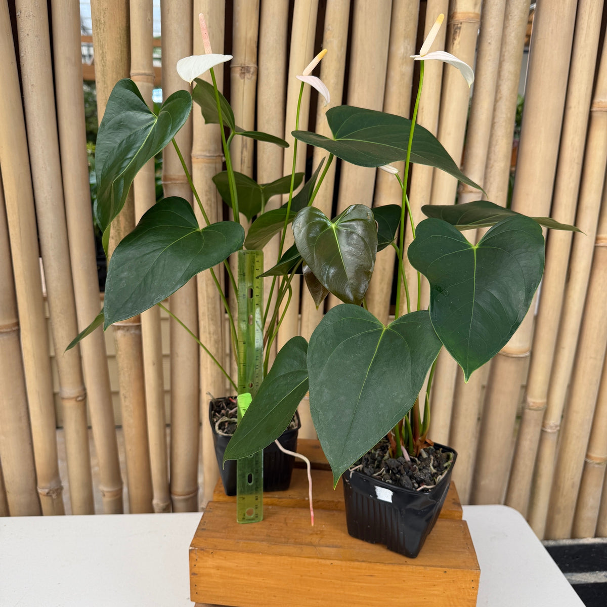 Anth. Snowball - 4" pot