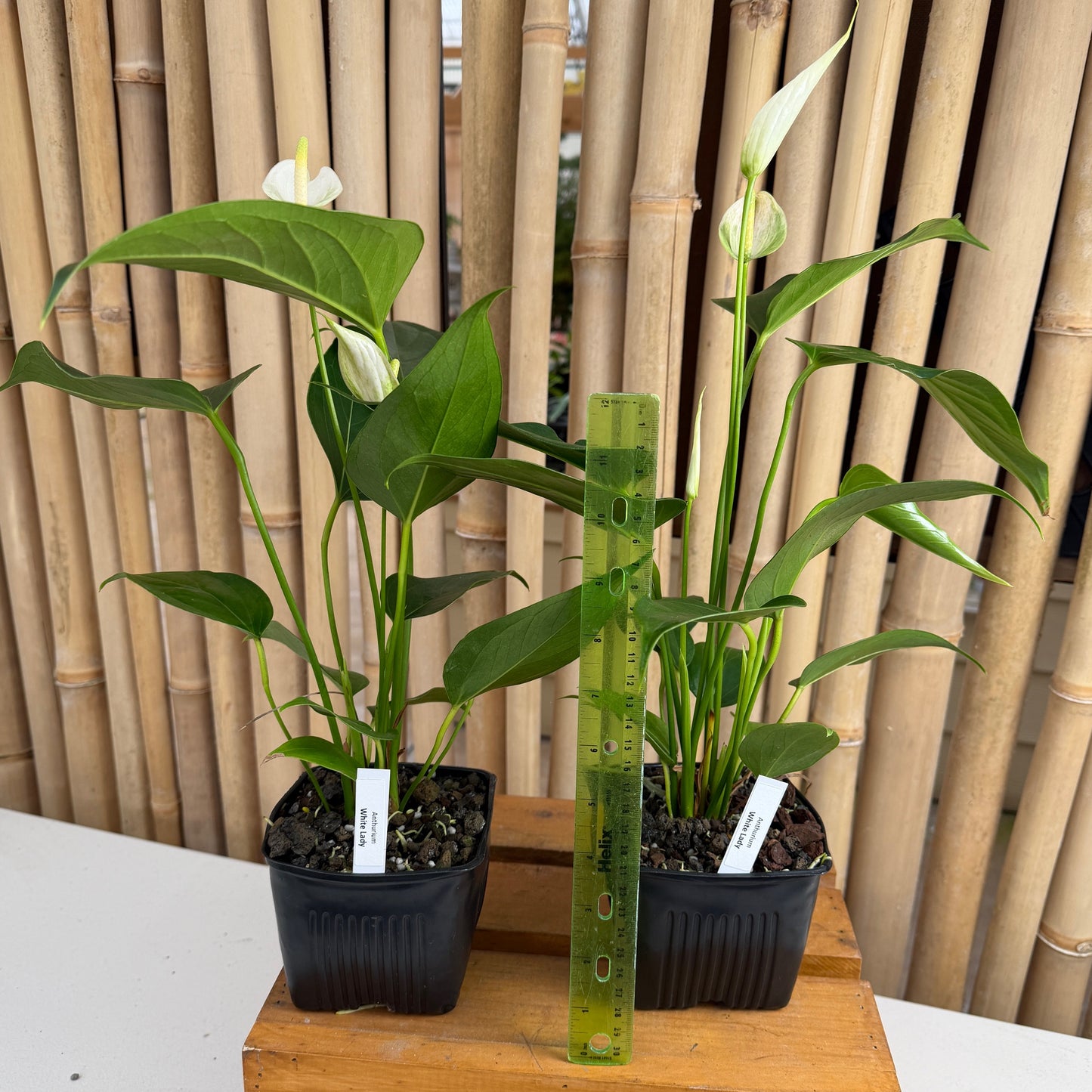 Anth. White Lady (Tulip) - 4" Pot