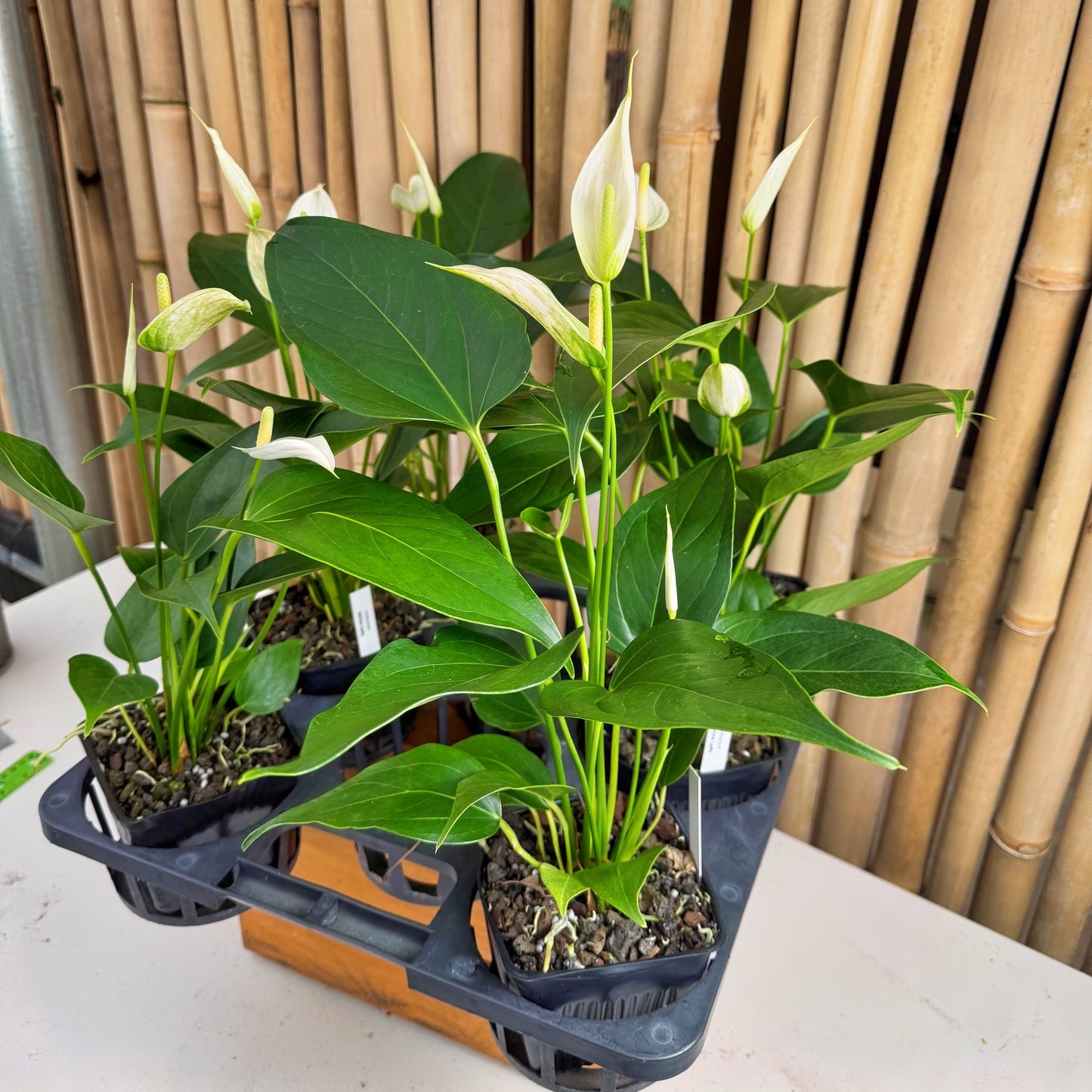 Anth. White Lady (Tulip) - 4" Pot