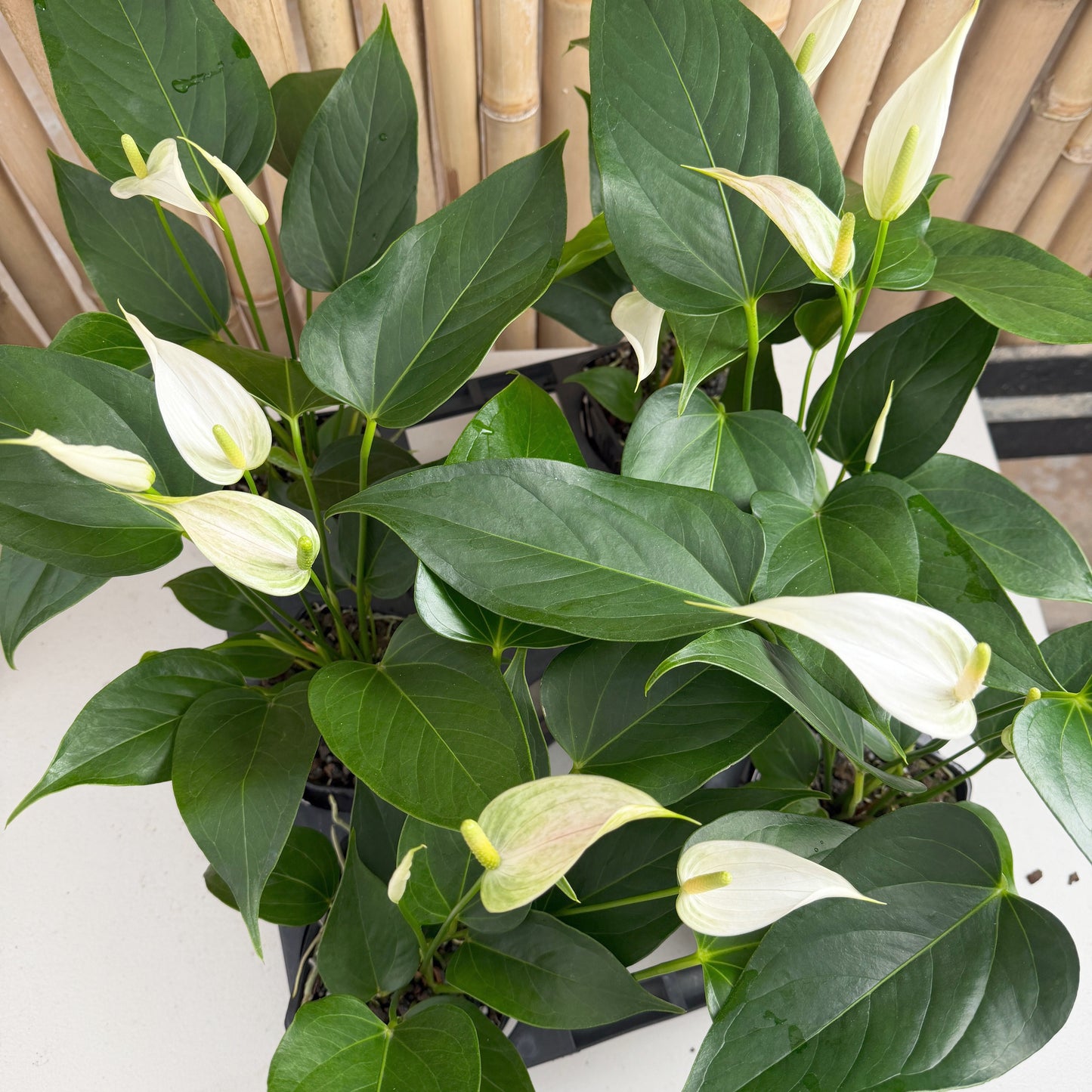 Anth. White Lady (Tulip) - 4" Pot