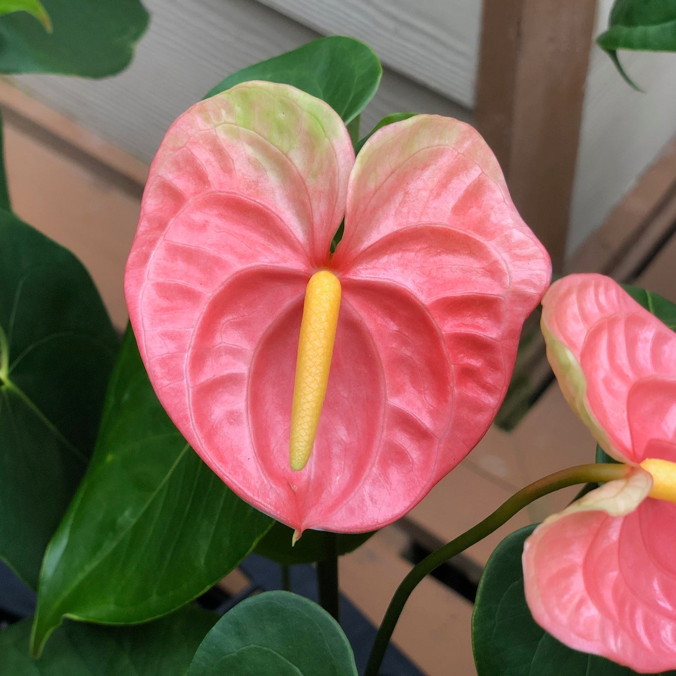 Anth. Anuenue (Coral) Obake - 4" Pot