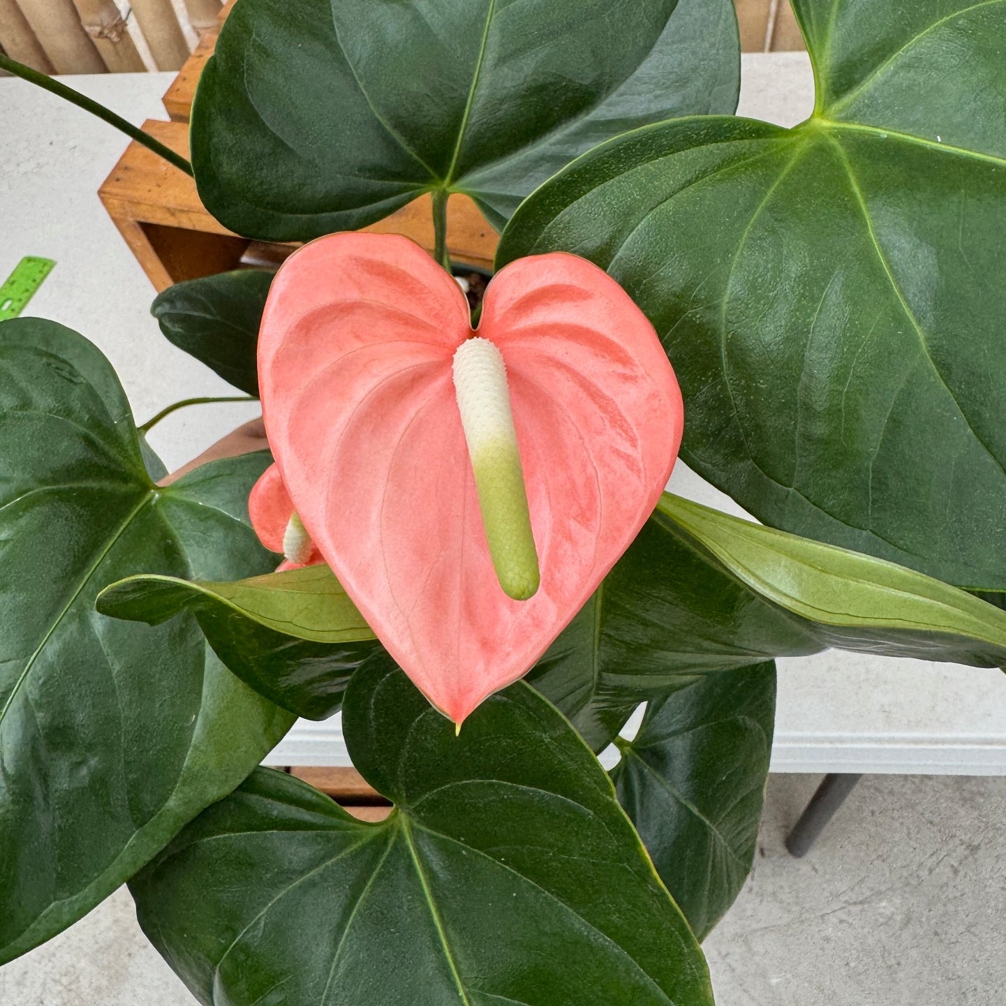 Anth. Baby Peach (Seedling - 5.5" Pot)