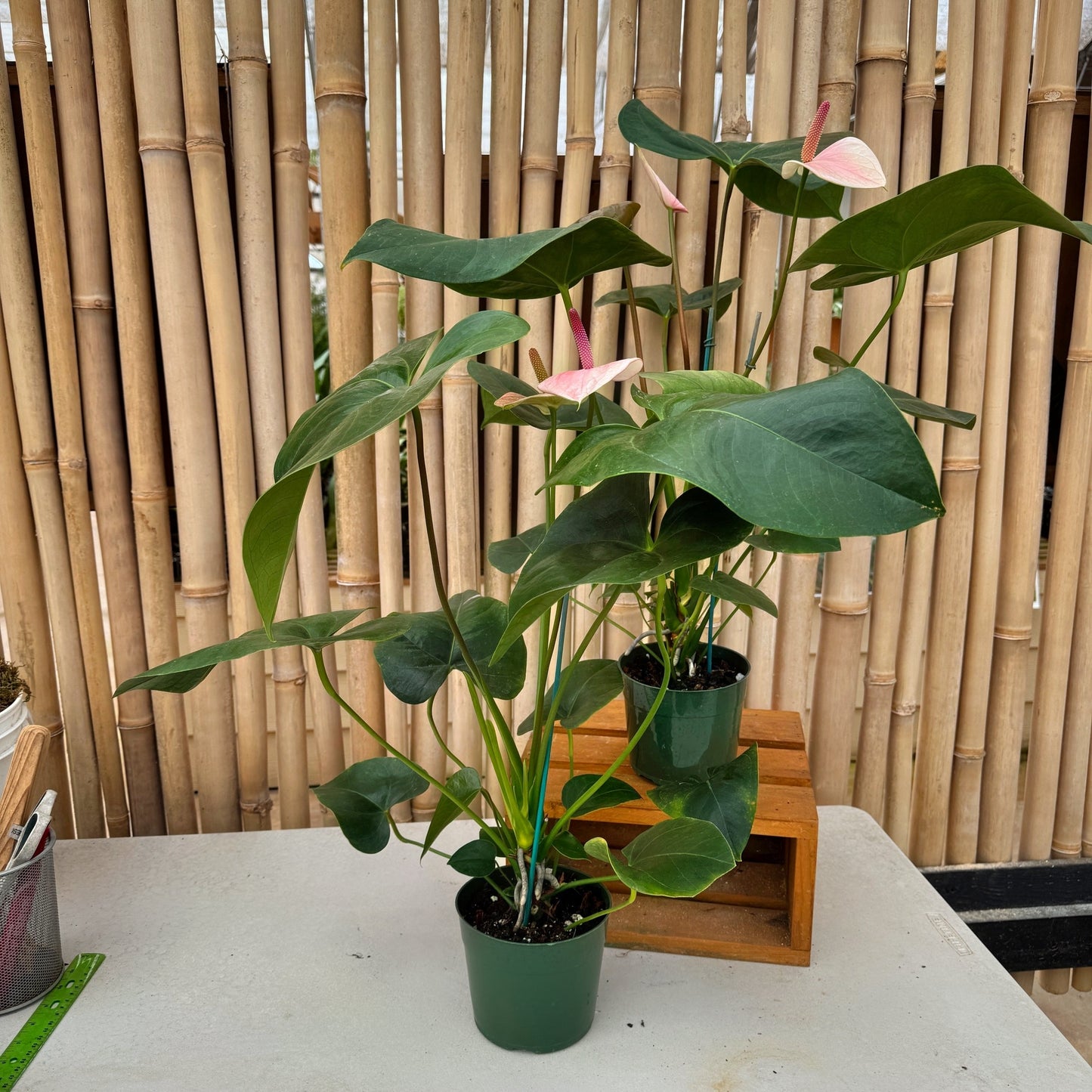 Anth. Baby Pink (Seedling - 5.5" Pot)