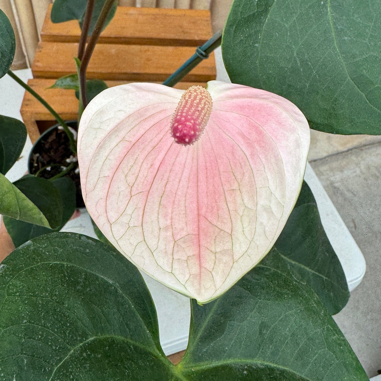 Anth. Baby Pink (Seedling - 5.5" Pot)