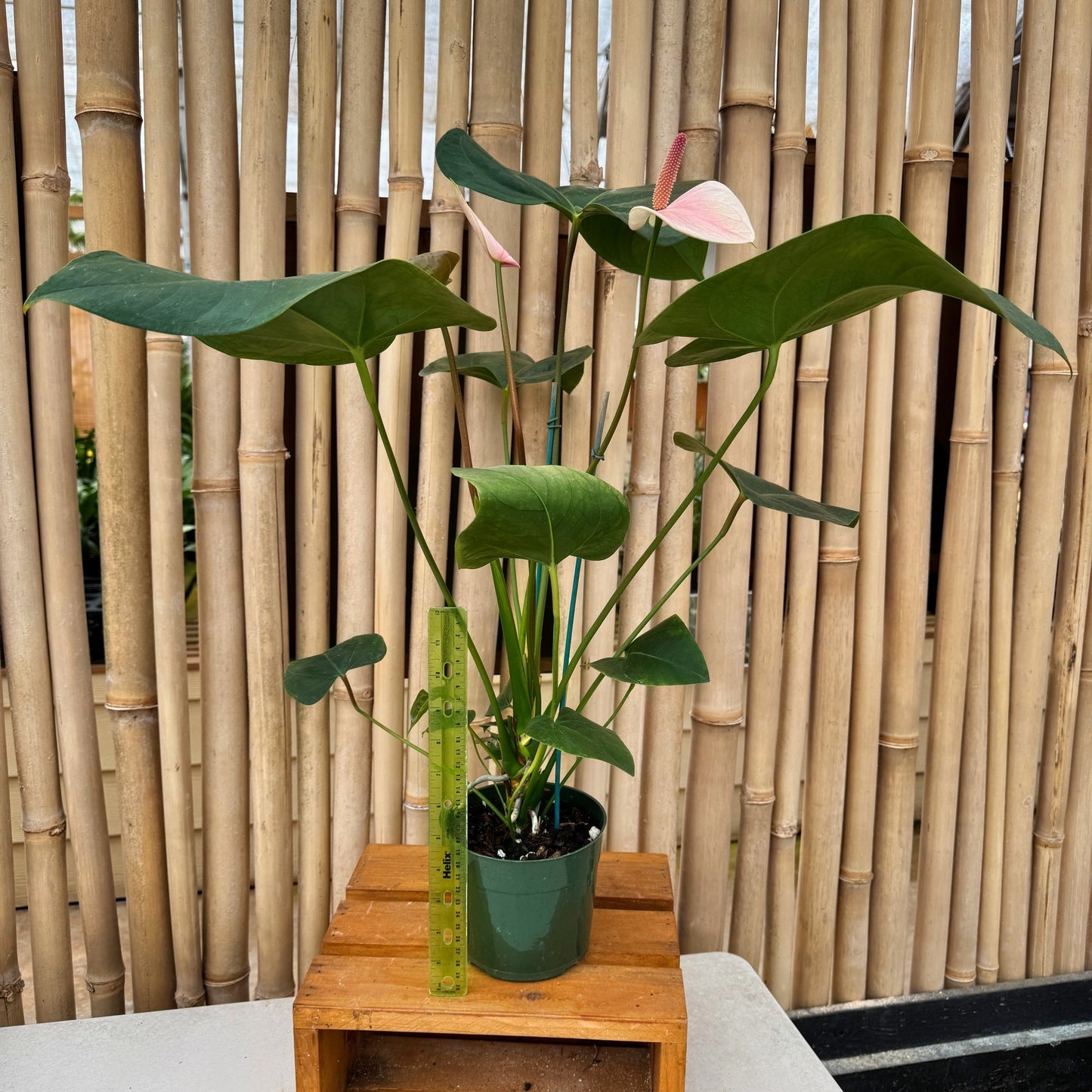 Anth. Baby Pink (Seedling - 5.5" Pot)