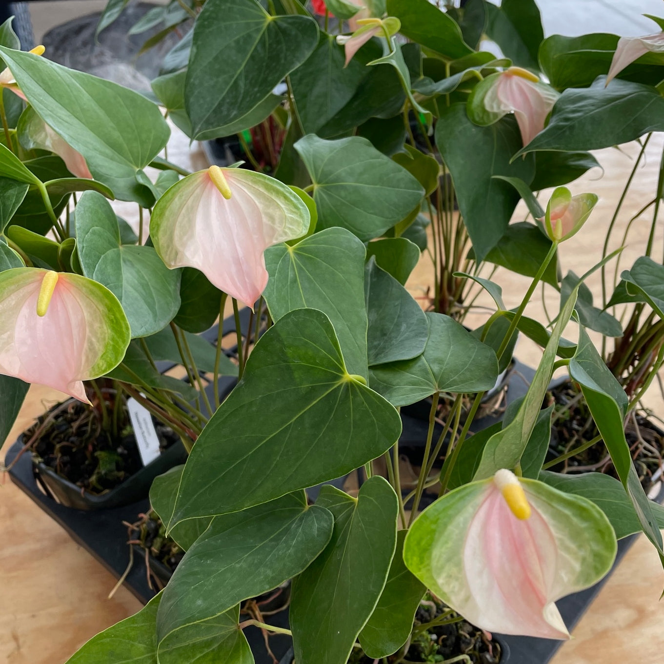 Hawaiian Butterfly Anthurium Plant