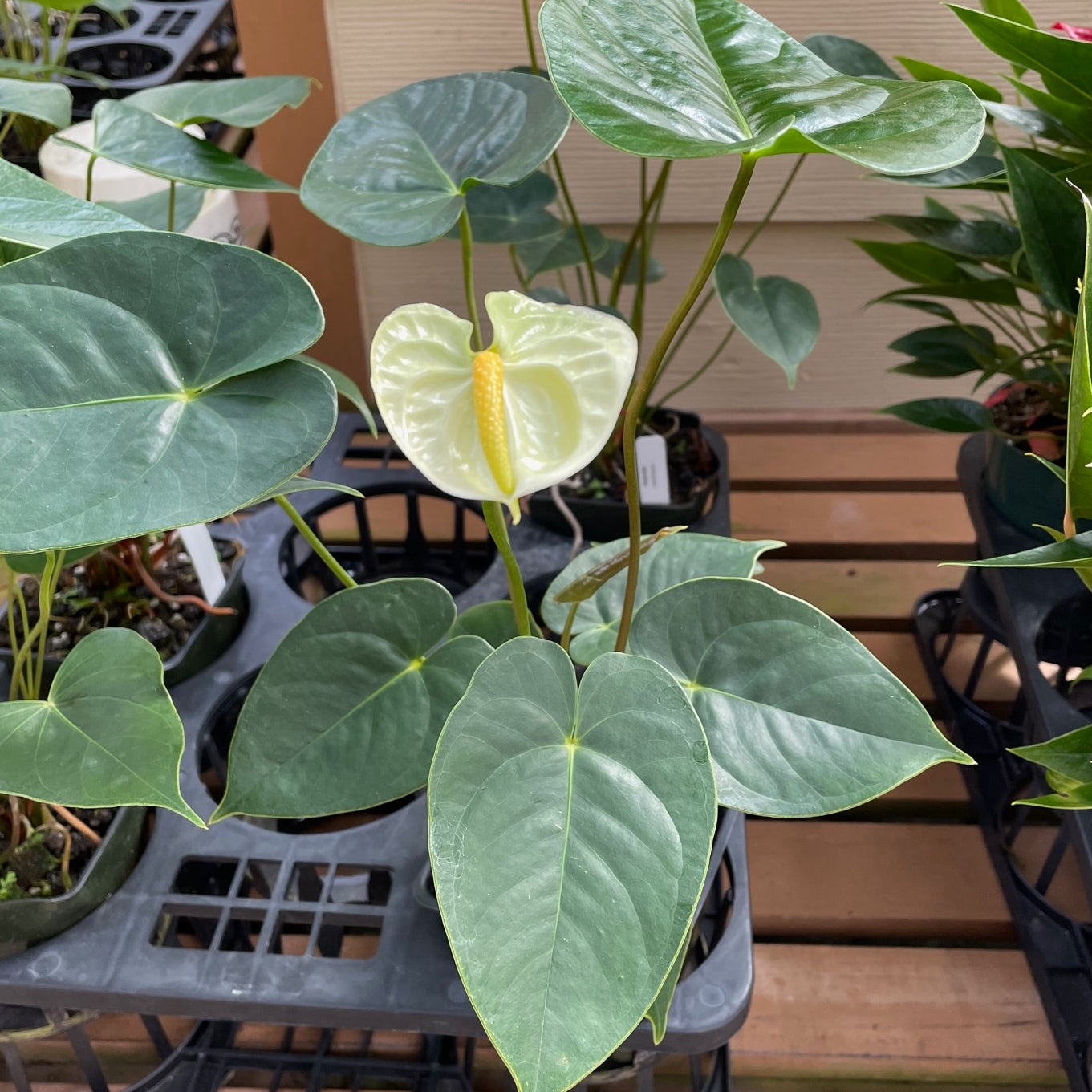 Anth. Jasmine (Light Green) – Akatsuka Orchid Gardens