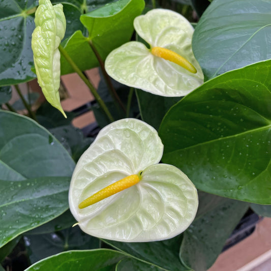 Anth. Jasmine (Light Green)