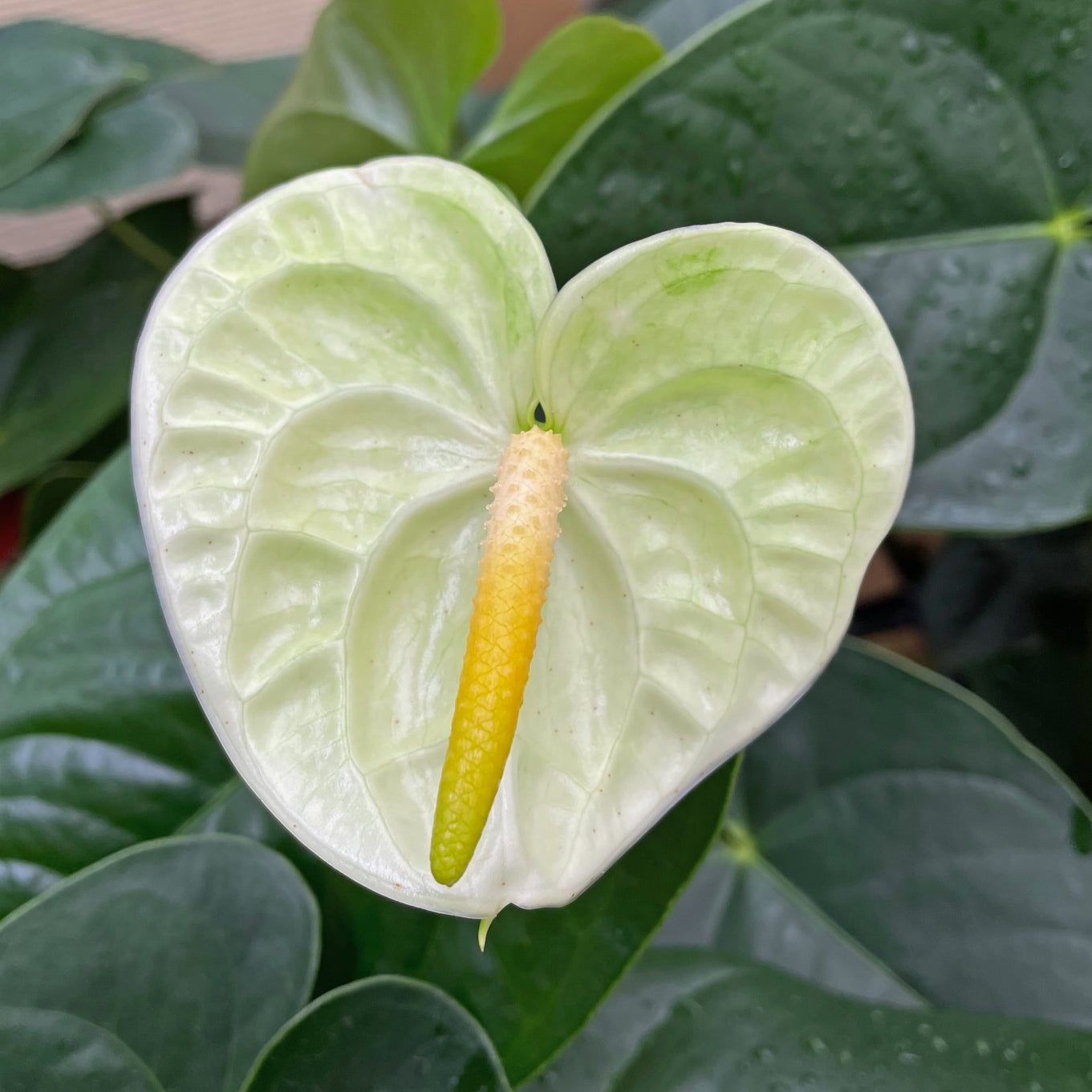 Anth. Jasmine (Light Green)