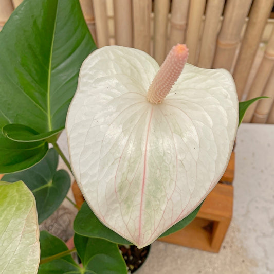 Anth. Kainalu (Seedling - 5.5" Pot)