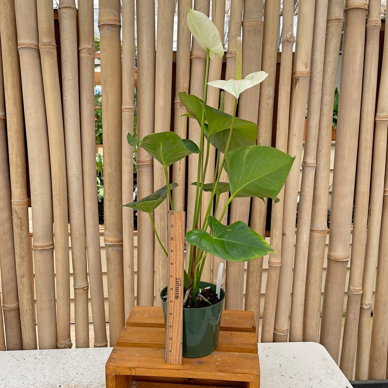 Anth. Kainalu (Seedling - 5.5" Pot)