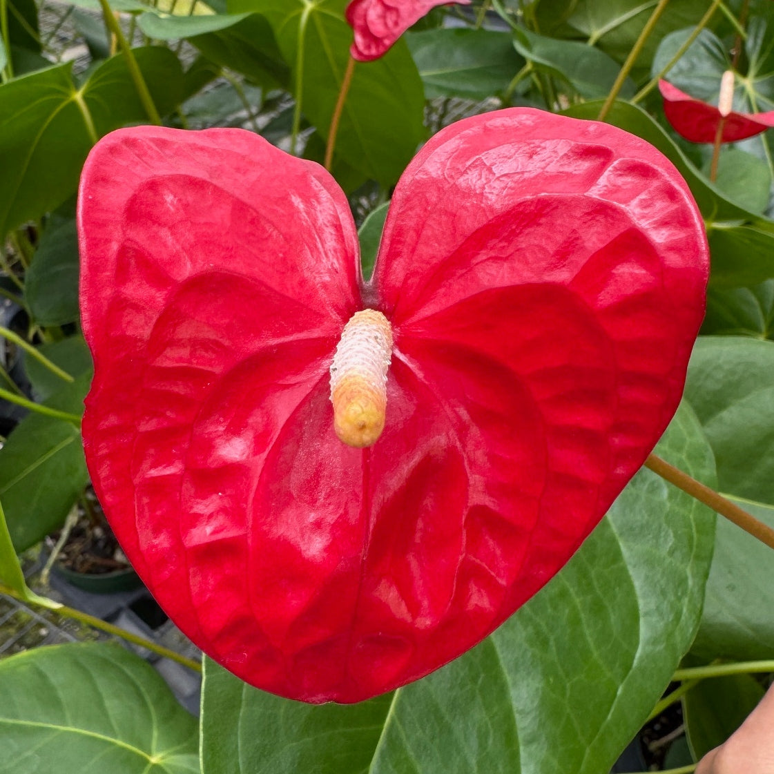 Anth. Kalapana (Red Obake) - 4" pot