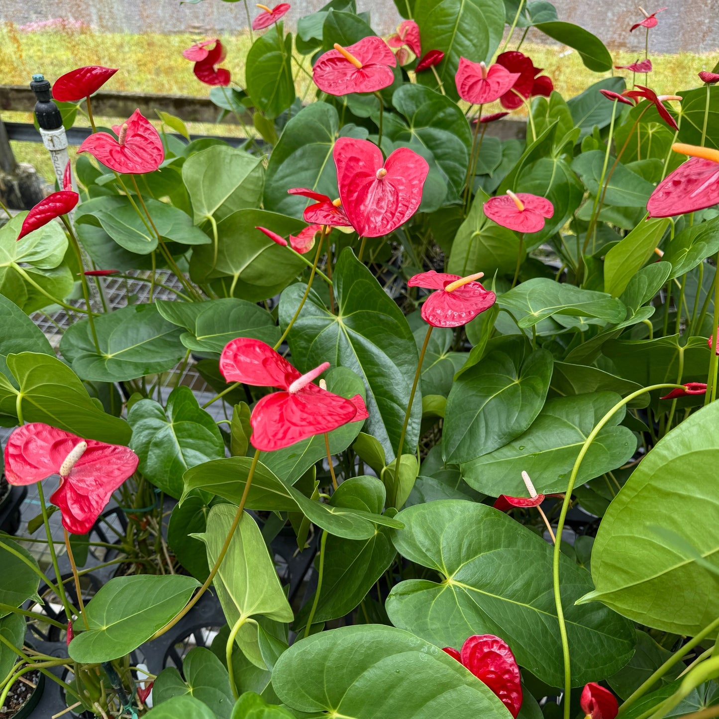 Anth. Kalapana (Red Obake) - 4" pot