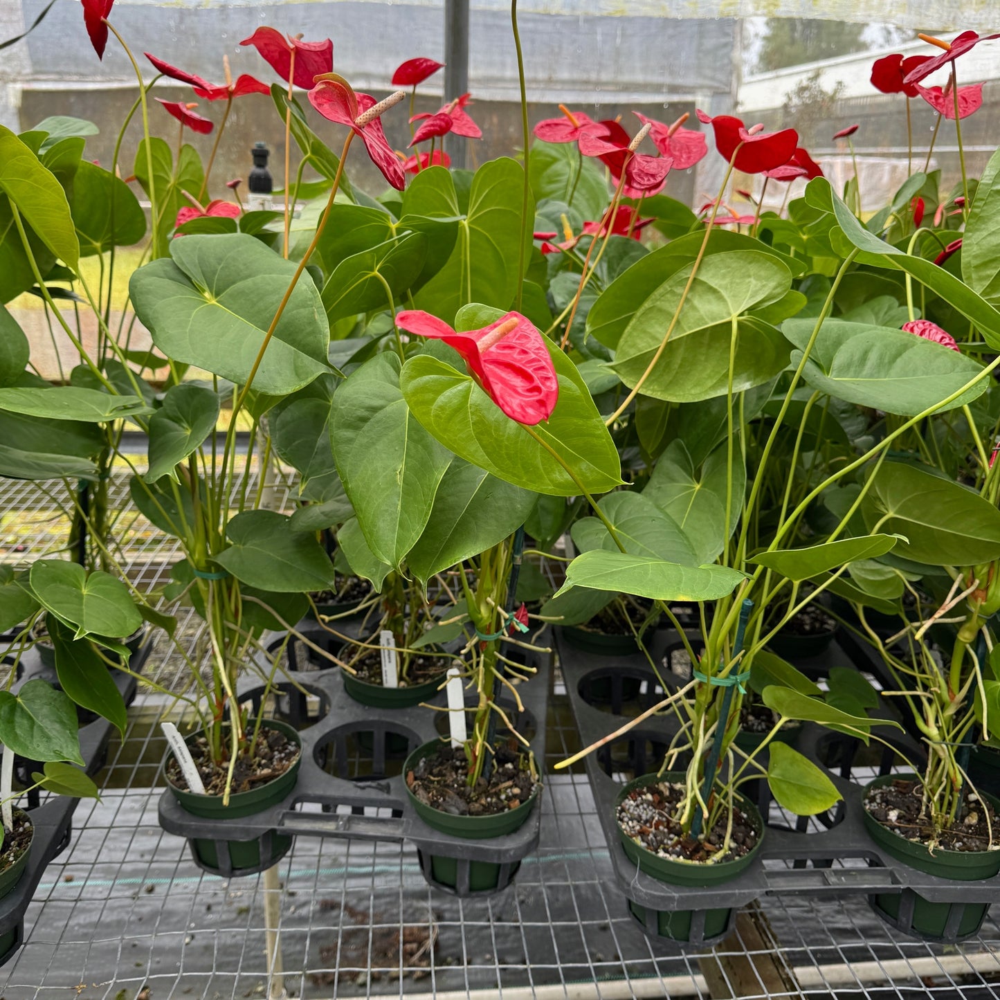 Anth. Kalapana (Red Obake) - 4" pot