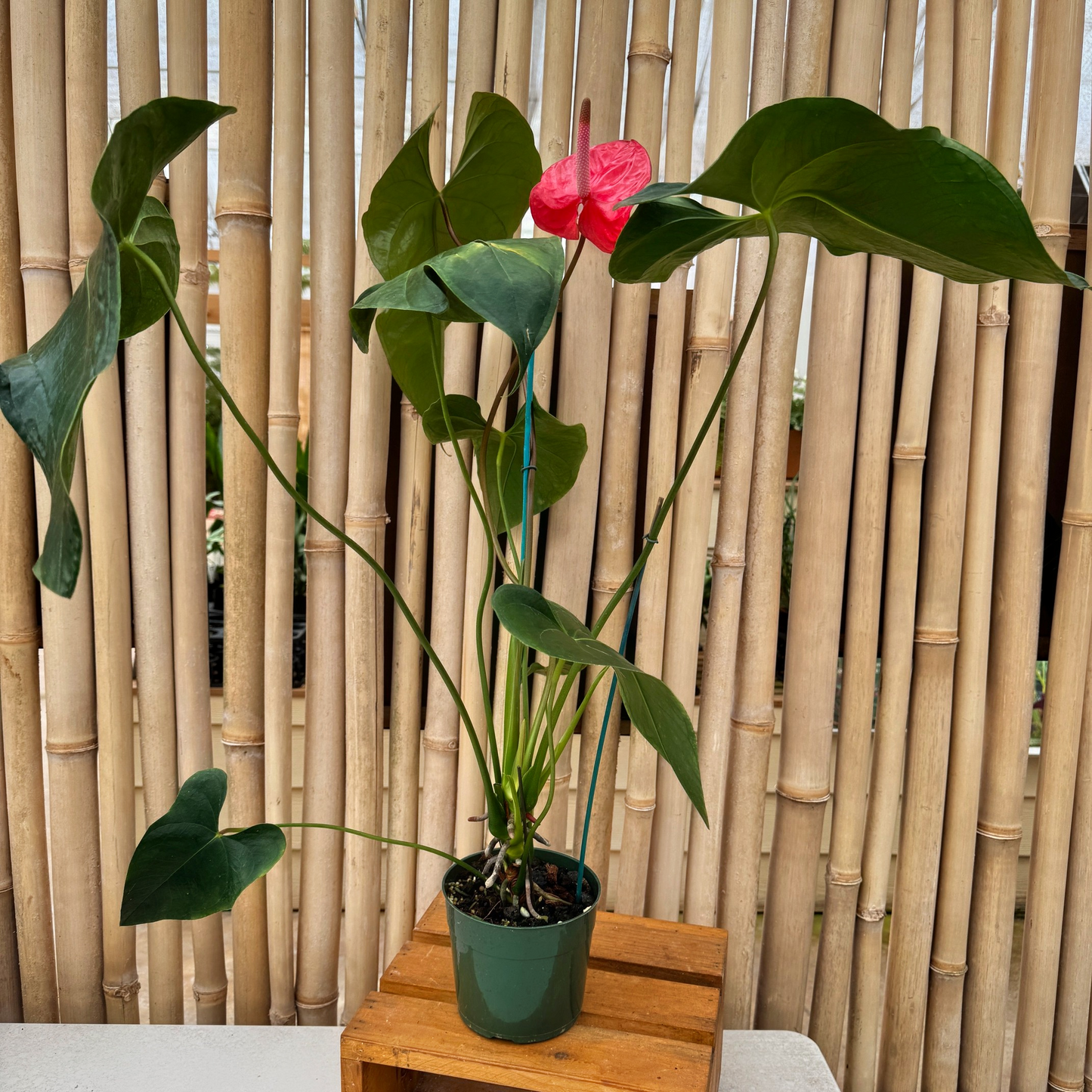 Anth. Light Red (Seedling - 5.5" Pot)