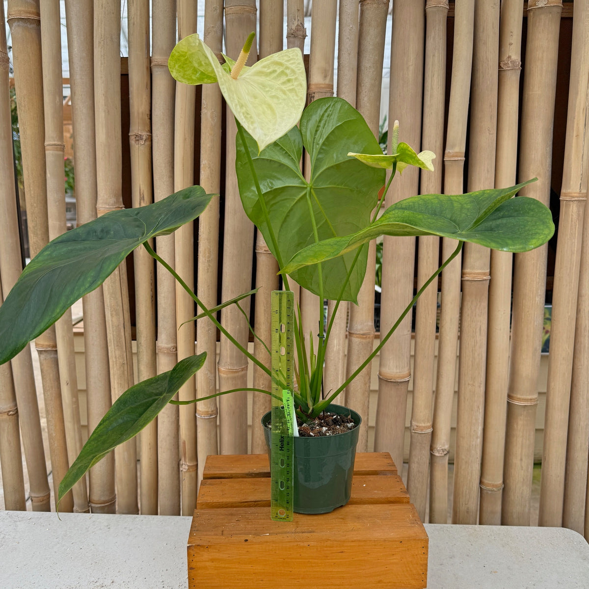 Anth. Limeade (Seedling - 5.5" Pot)