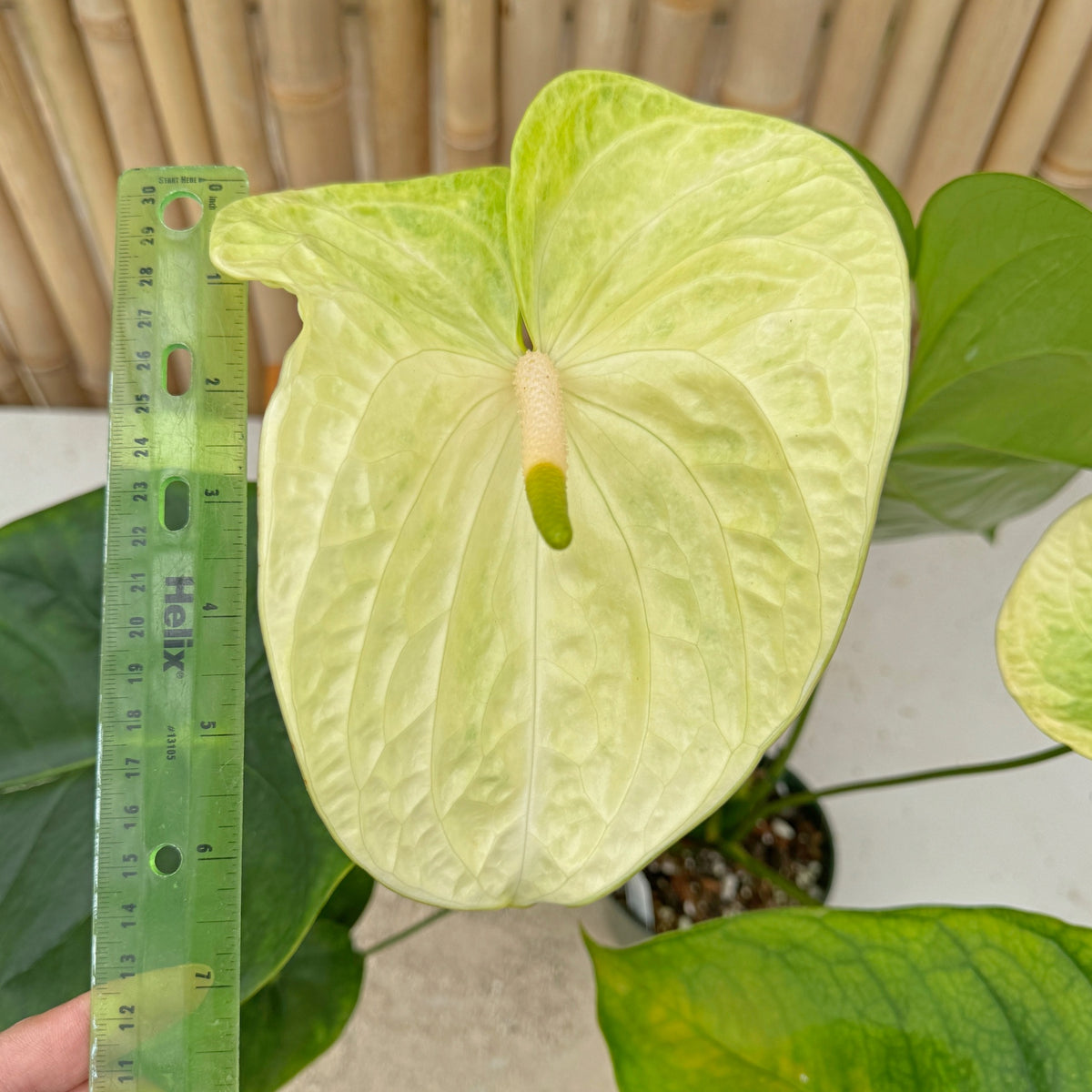 Anth. Limeade (Seedling - 5.5" Pot)