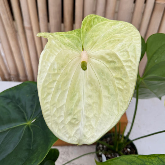 Anth. Limeade (Seedling - 5.5" Pot)
