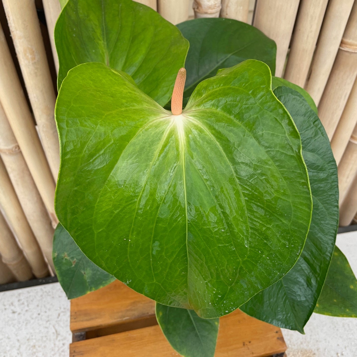 Anth. Magic Show (Seedling - 5.5" Pot)