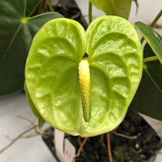 Anth. Midori (Green) - First Bloom