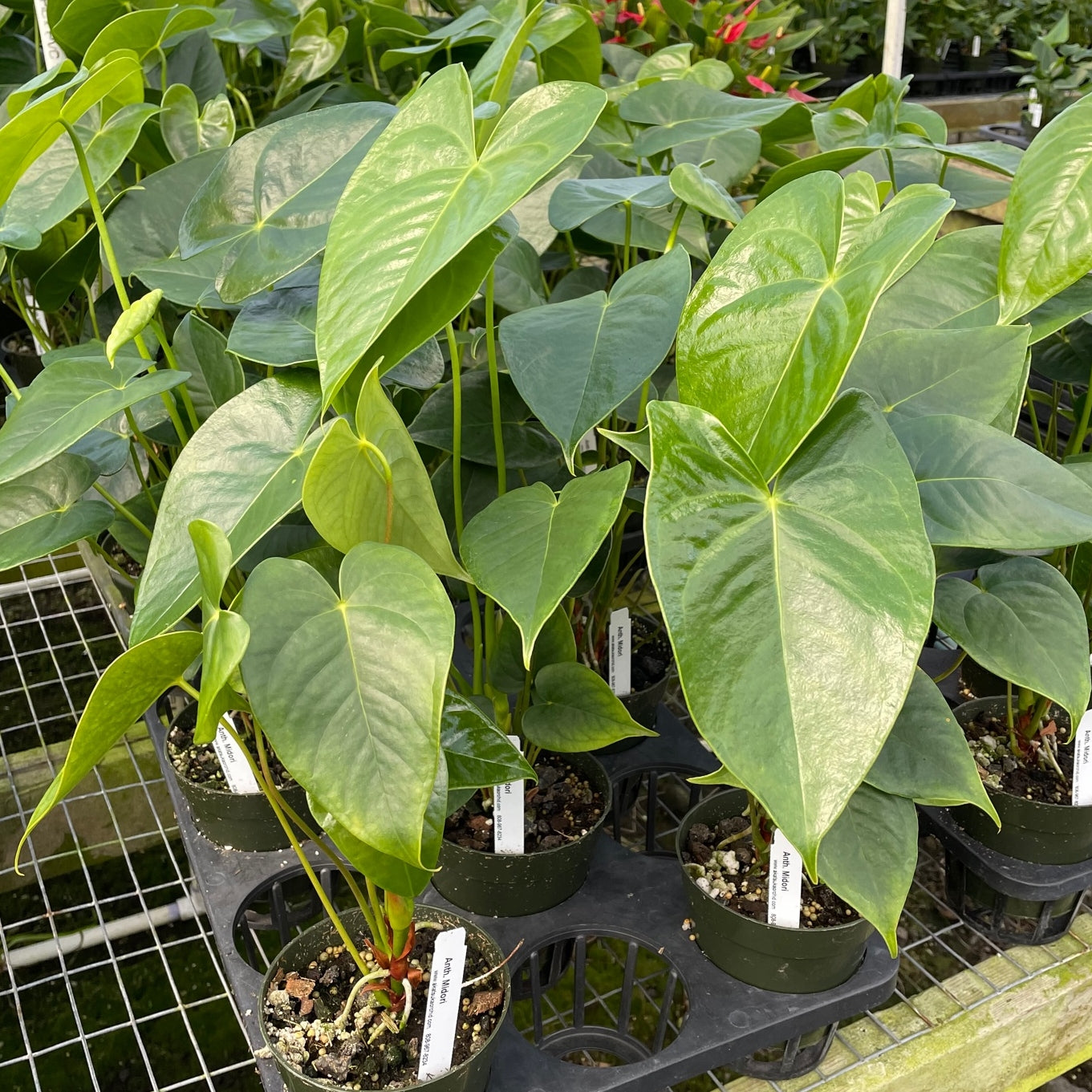 Anth. Midori (Green) - First Bloom