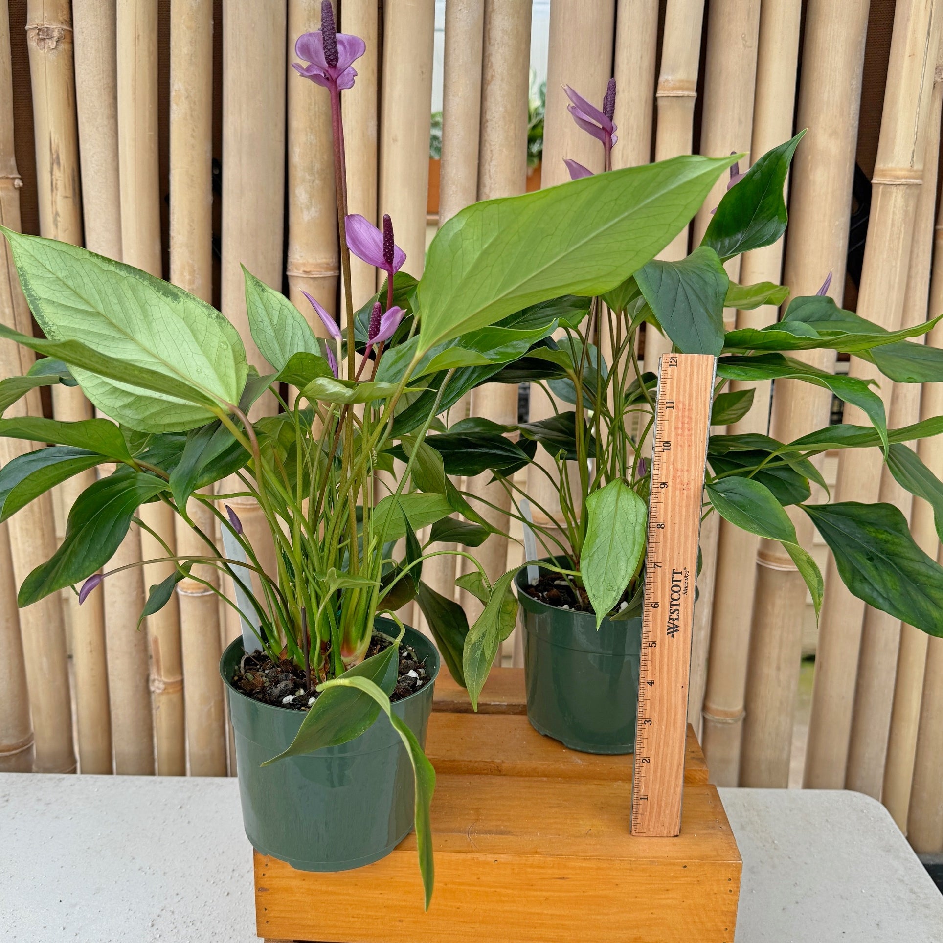 アユミニウム Anth. Miss June 'Purple' (5.5